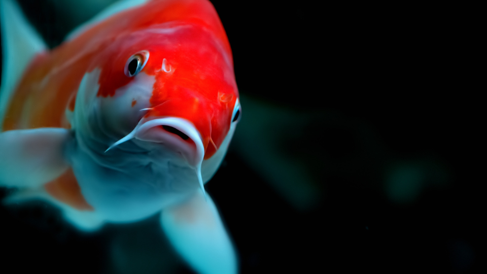 Azoeya koi