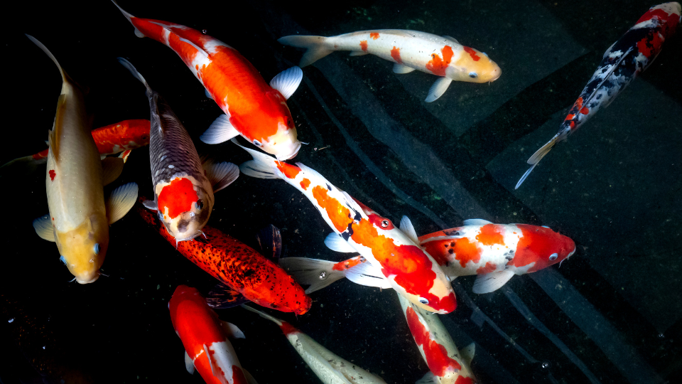 Azoeya koi