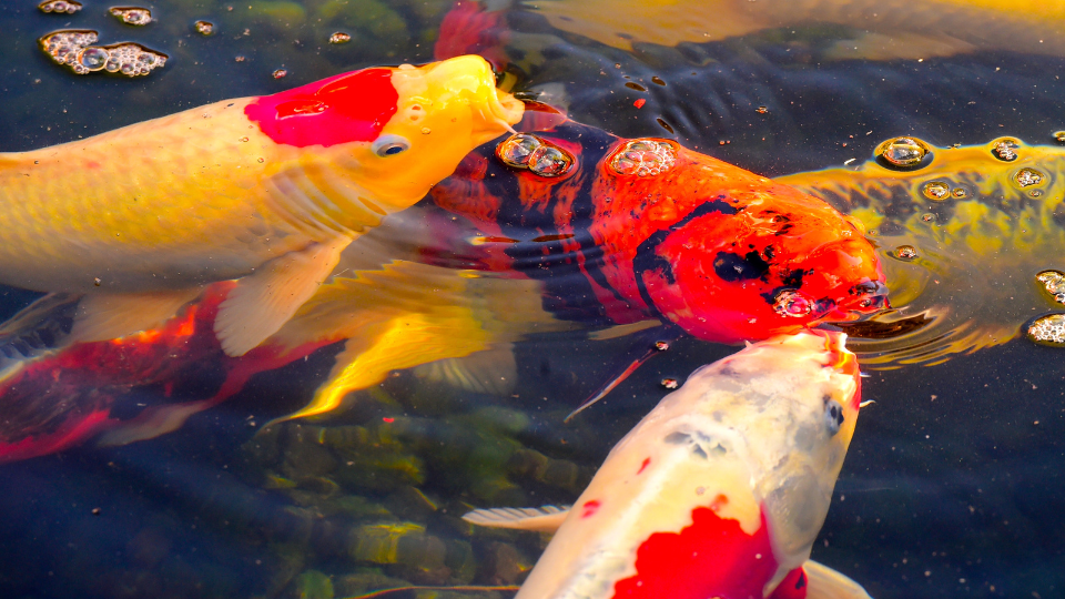 Azoeya koi