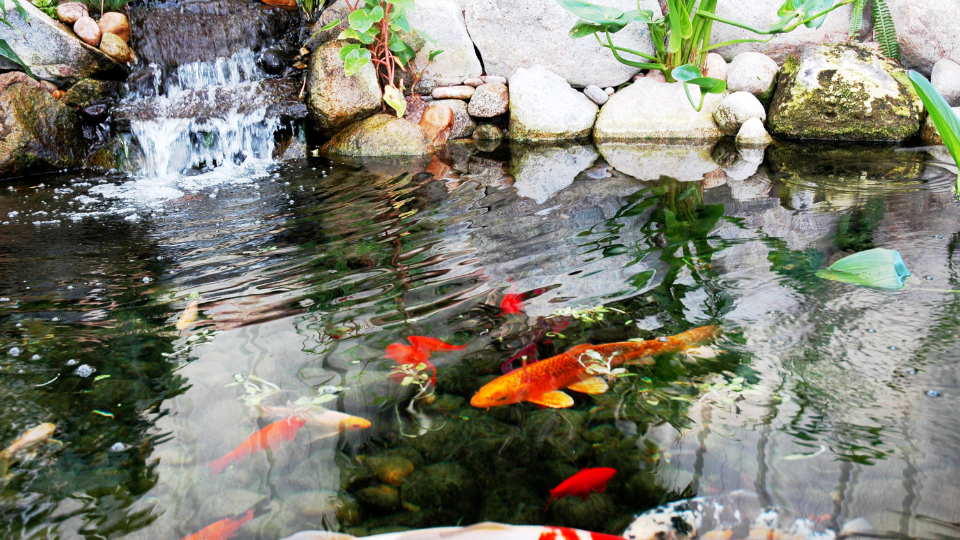 Azoeya koi