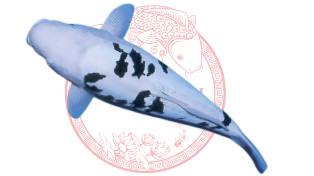 Koi Bekko