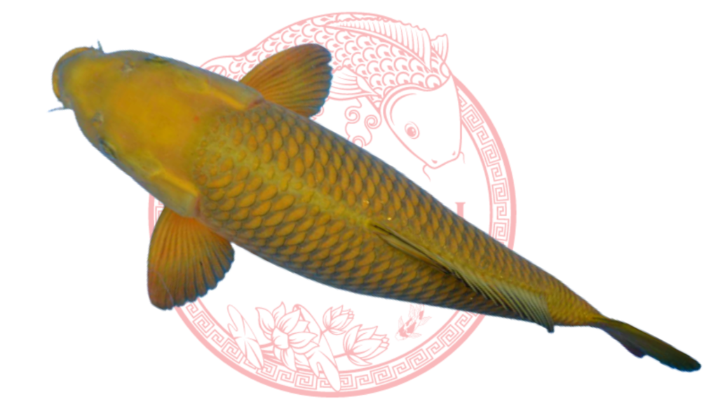 Koi Chagoi