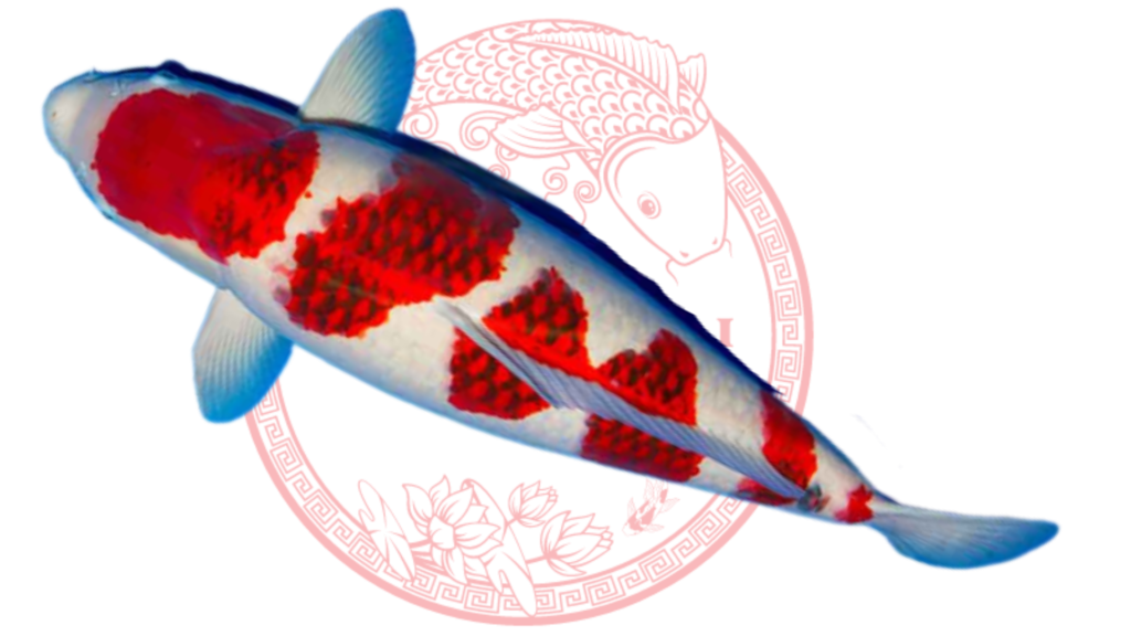 Koi Goromo