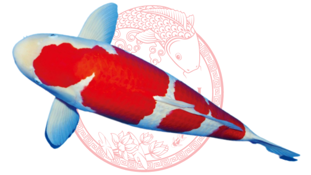Koi Kohaku
