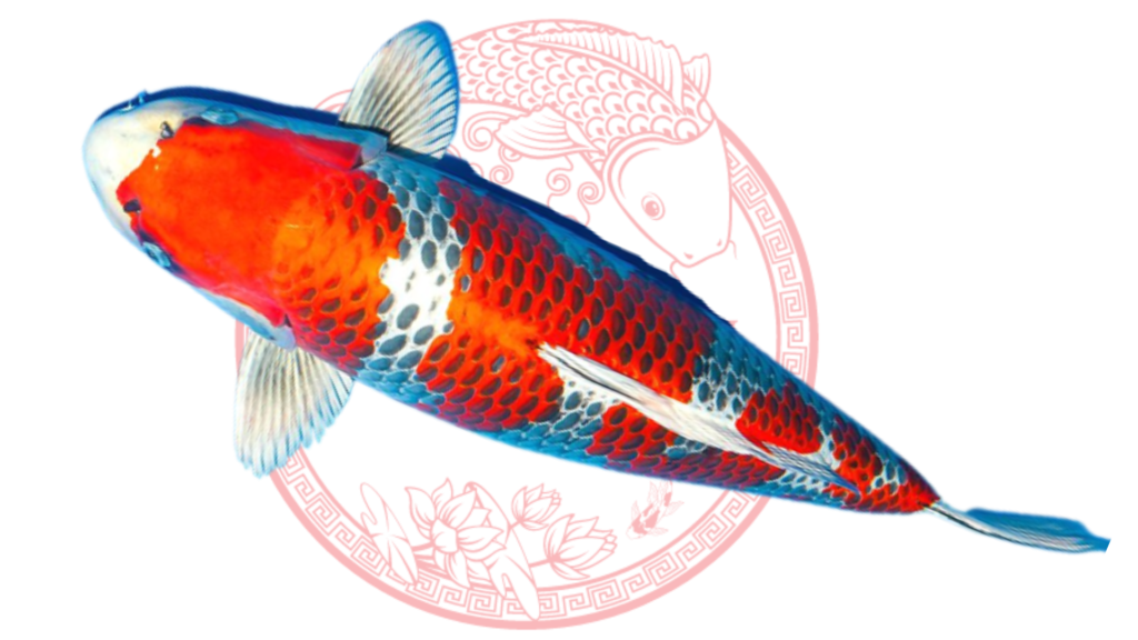 Koi Kujaku