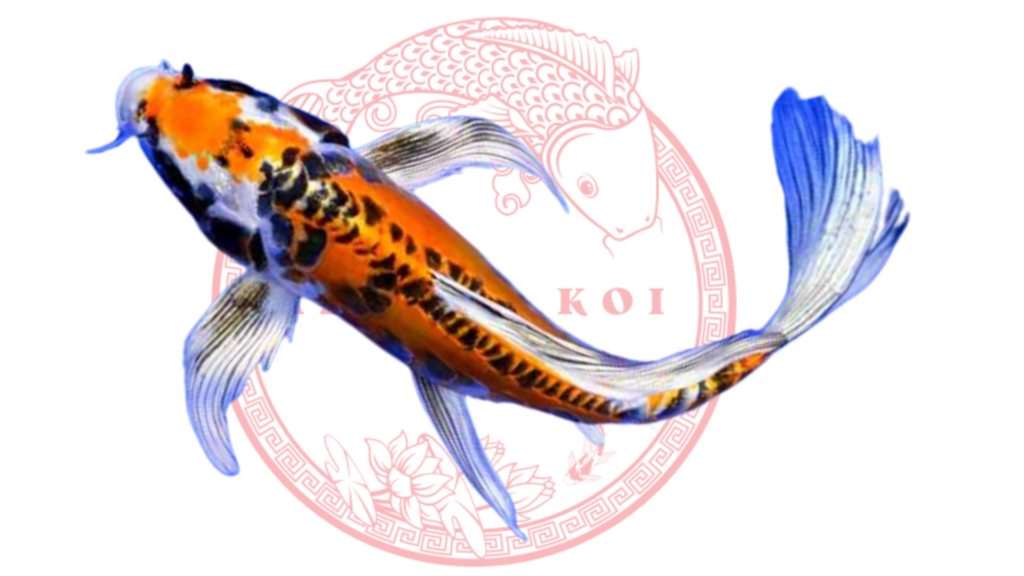 Koi Kumpay