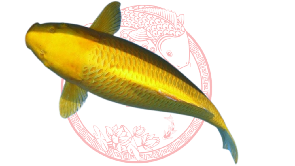 Koi Ogon