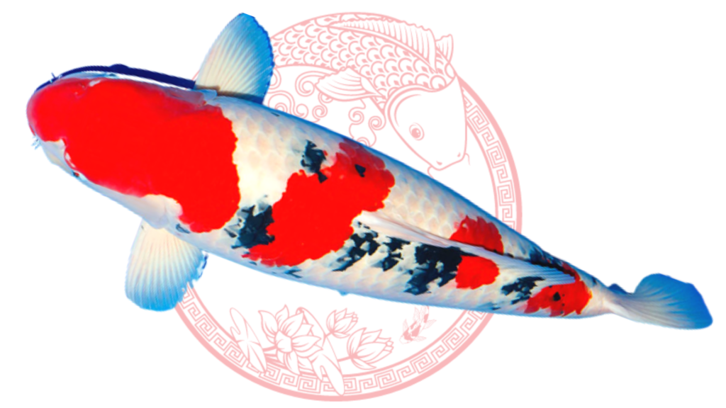 Koi Sanke