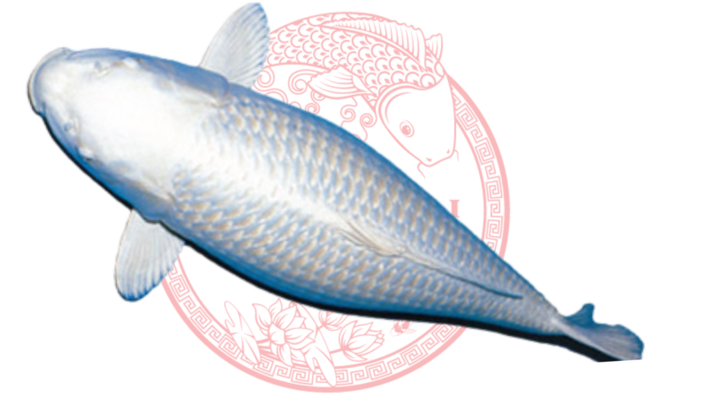Koi Platinum