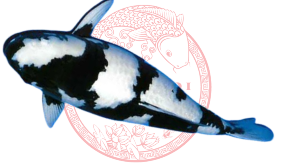 Koi Shiro