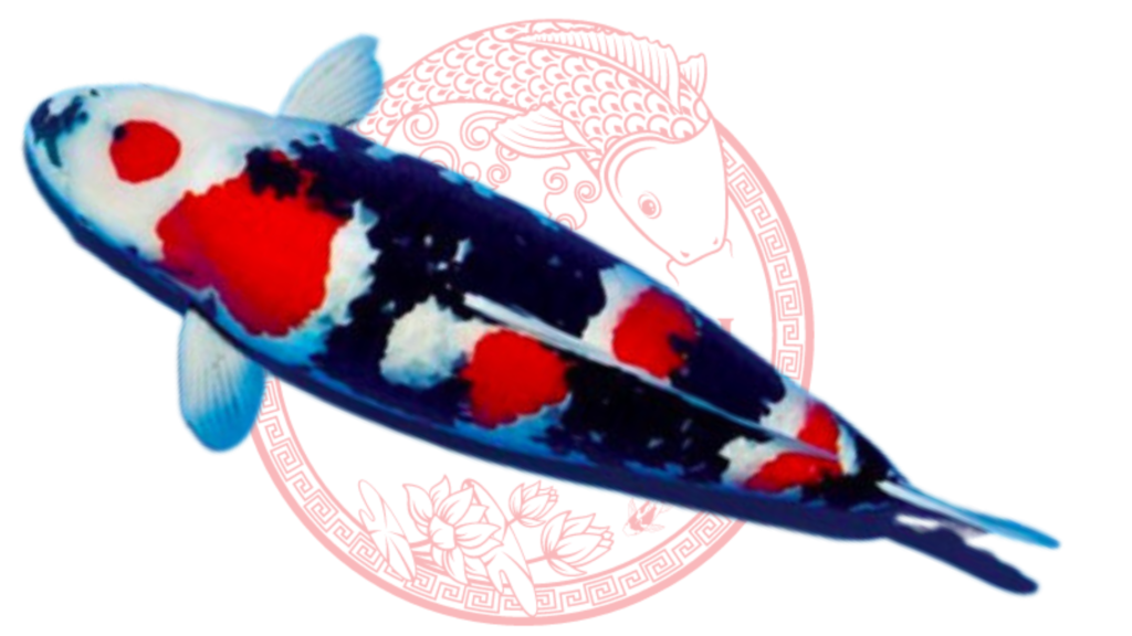 Koi Showa
