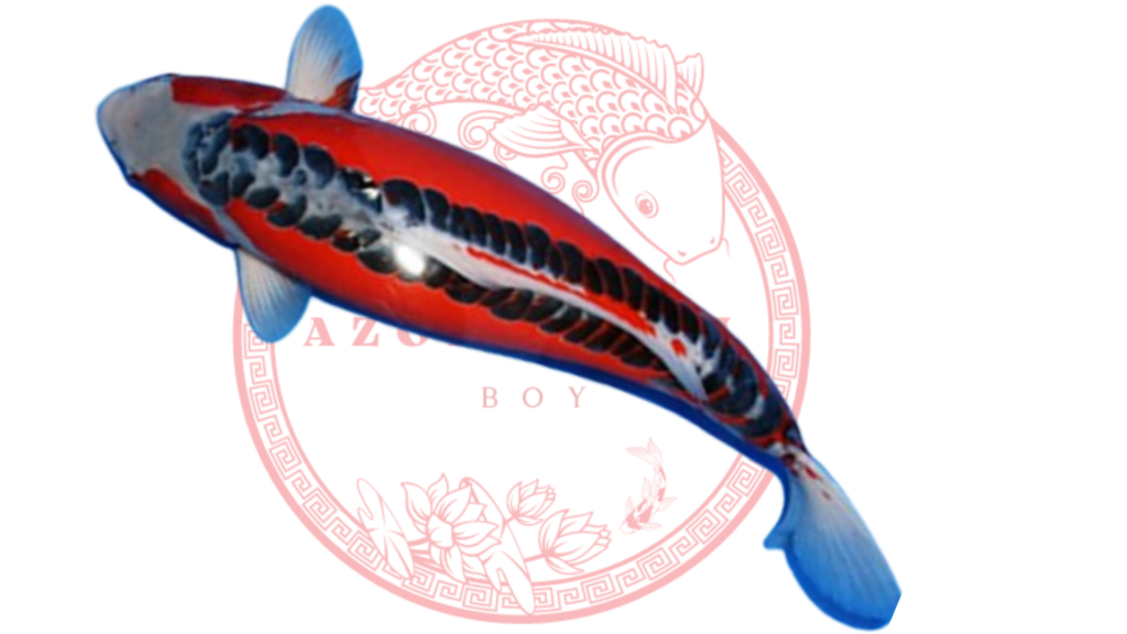 Koi Shusui