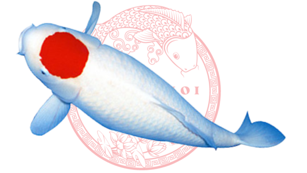 Koi Tancho
