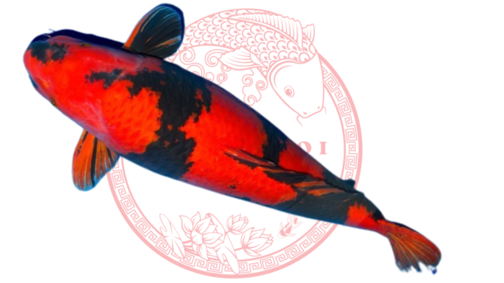 Koi Utsuri