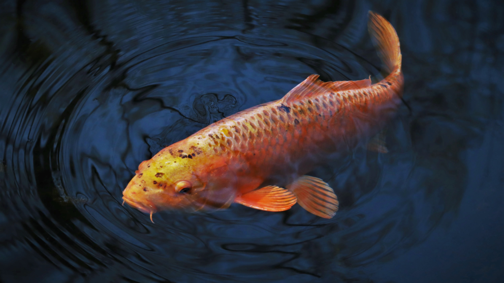 Jual koi per ekor