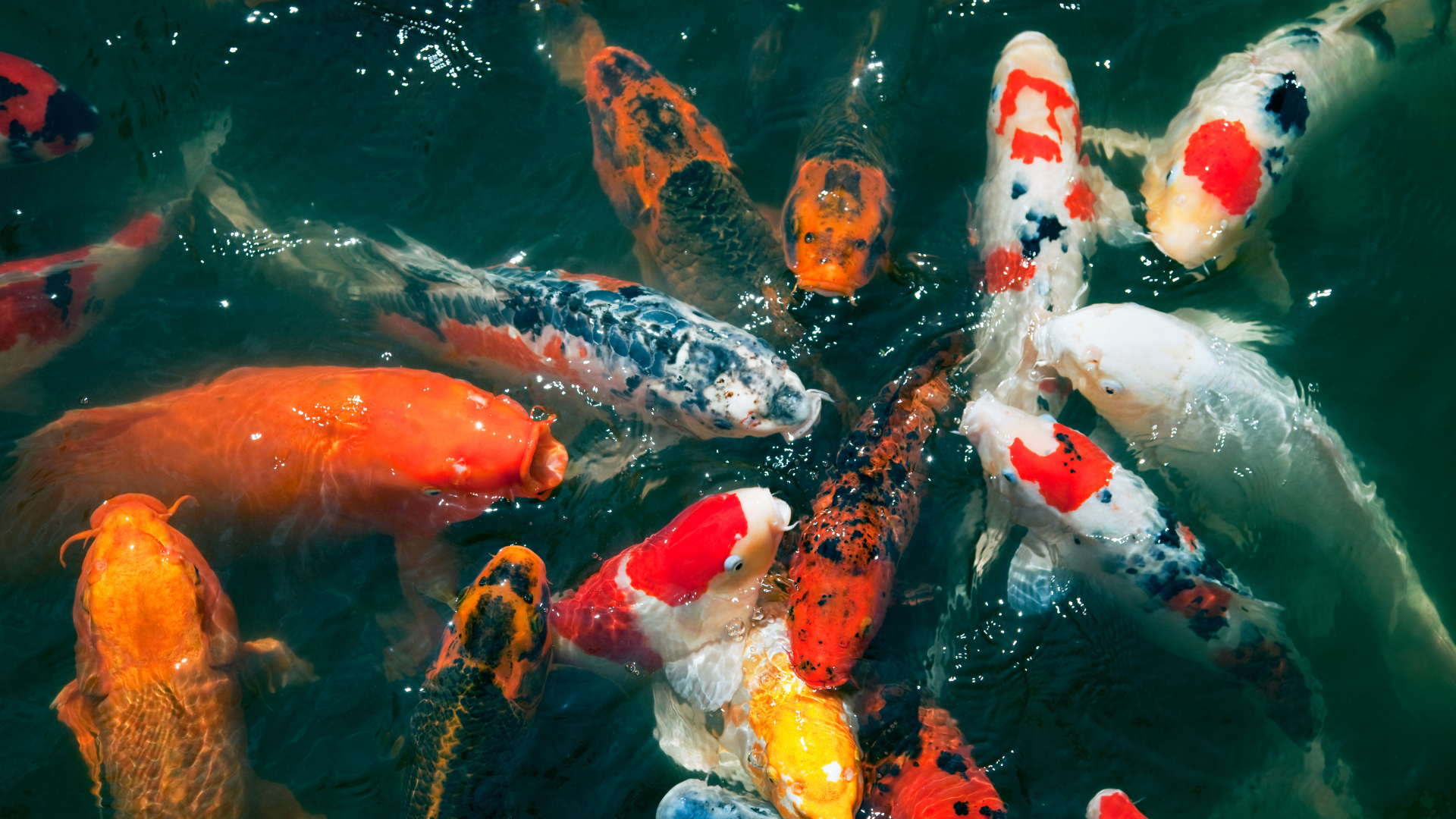 Jual koi per paket