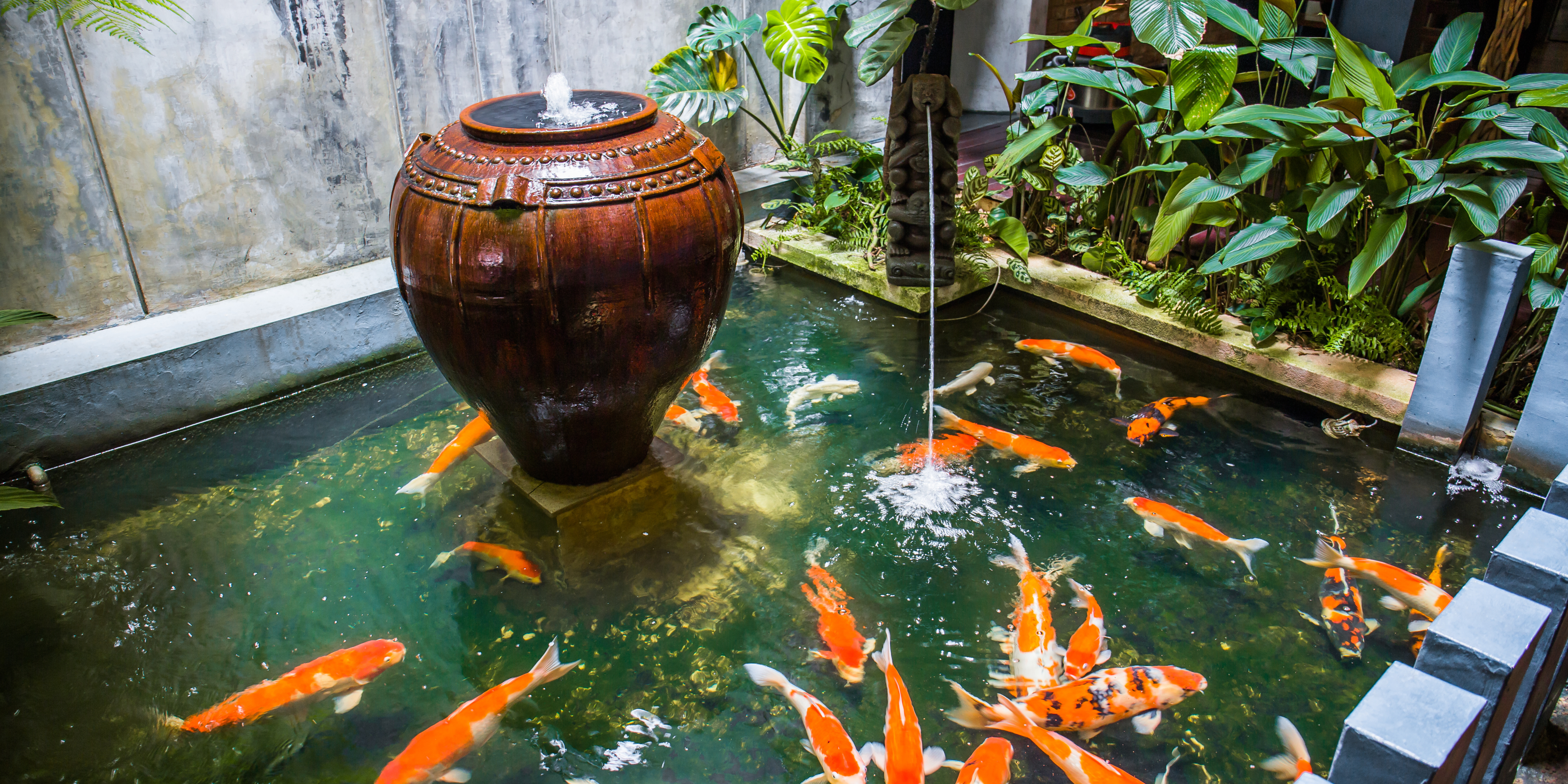 Kolam Ikan Koi