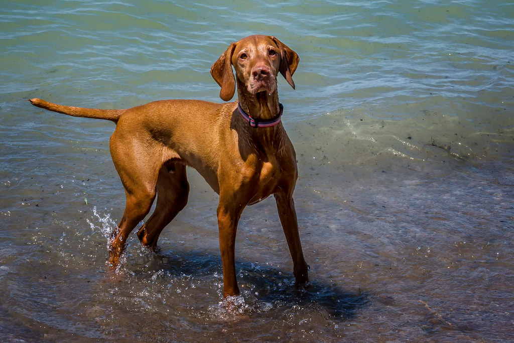 O+1 | Orion, our 6y8m yo Vizsla (Hungarian Pointer), was re-… | Flickr