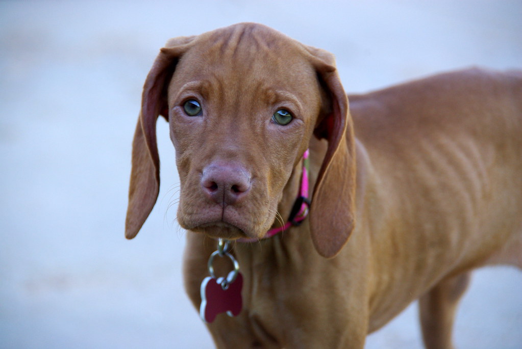Tibby! | My 12 week old Vizsla puppy-girl! She was the runt … | Puff N Stuff Cockapoo