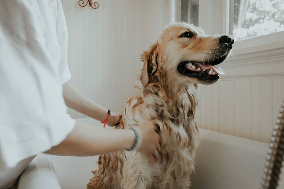 golden retriever in San Diego