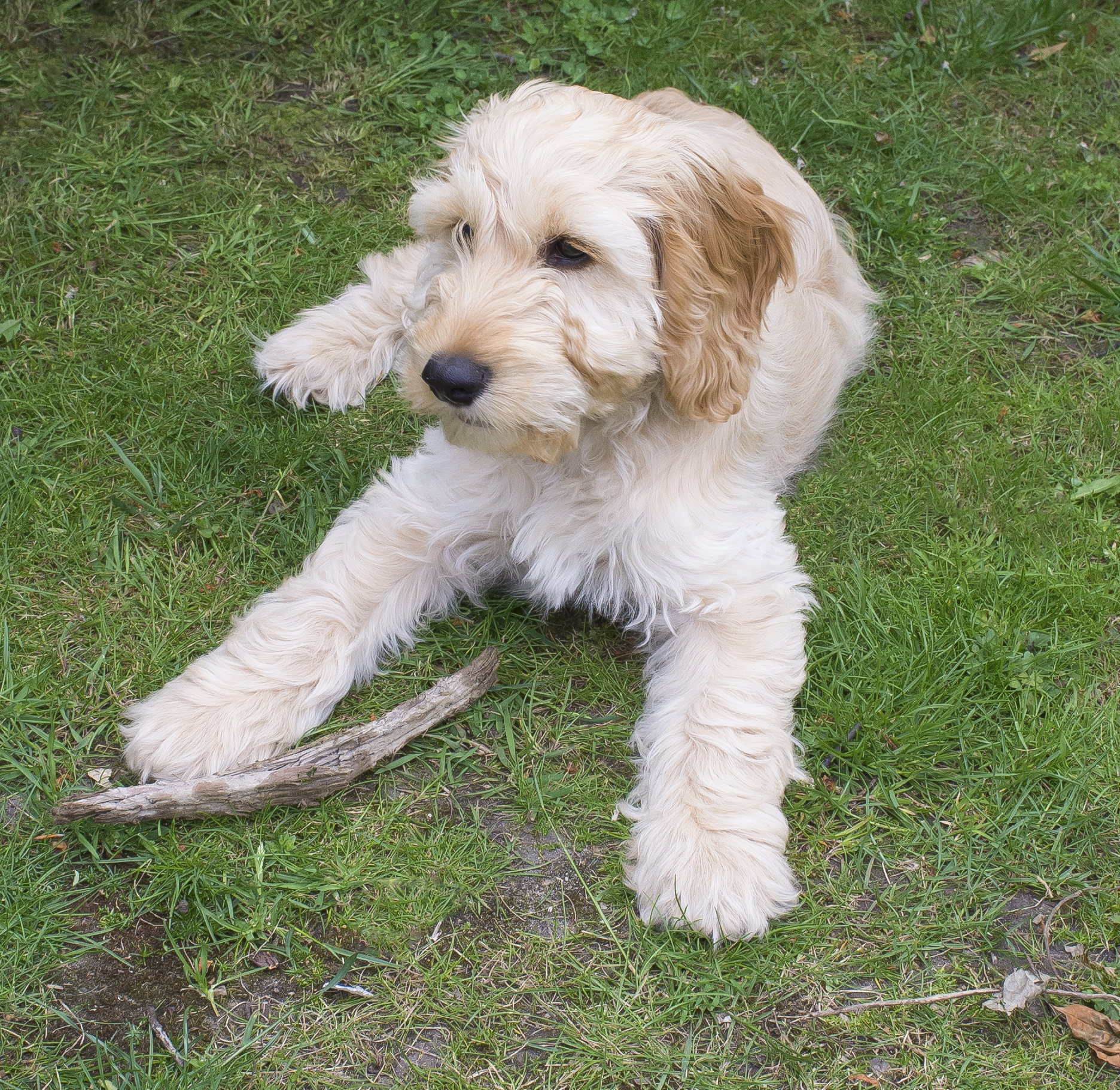 File:Cockapoo puppy aged approximately 3 months.jpg - Wikimedia Commons