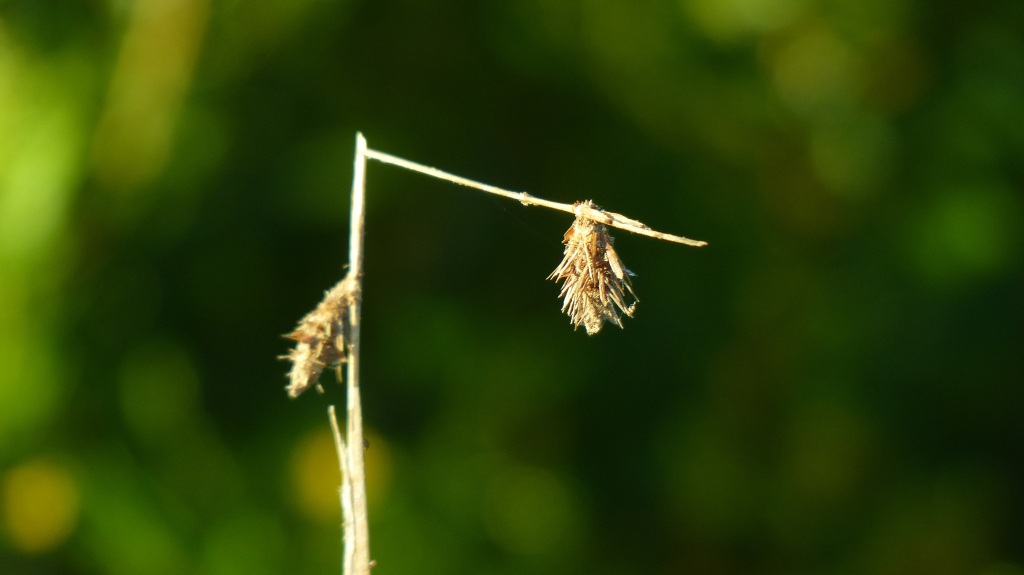 Bruised Reeds Among Us