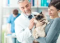 How Often Do You Take A Cat To The Vet